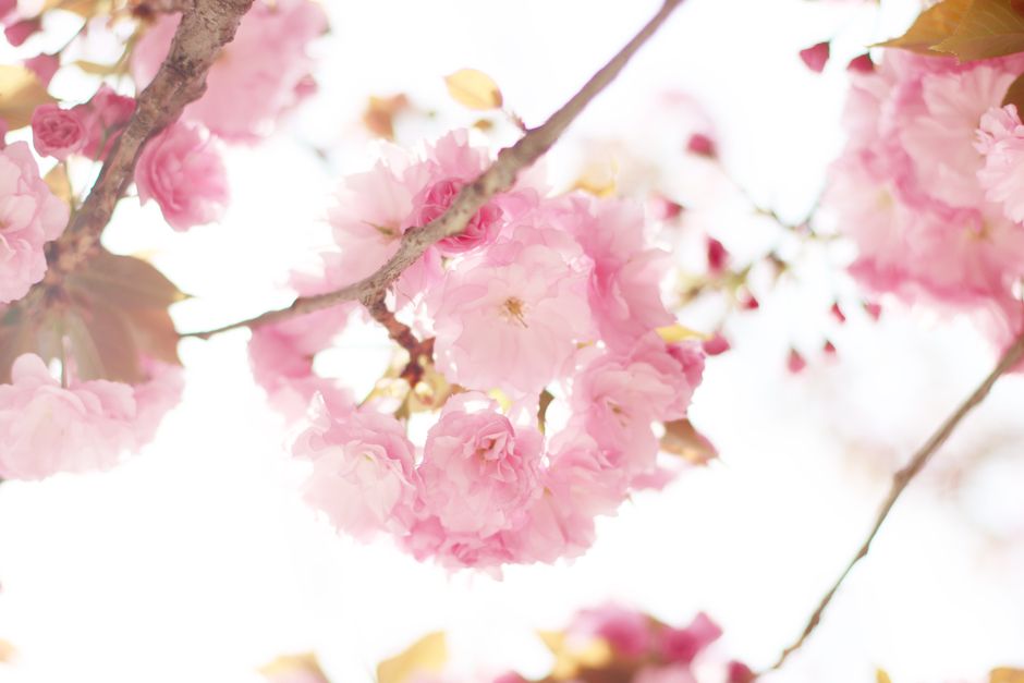 Delicate pink cherry blossoms blooming under bright spring light.