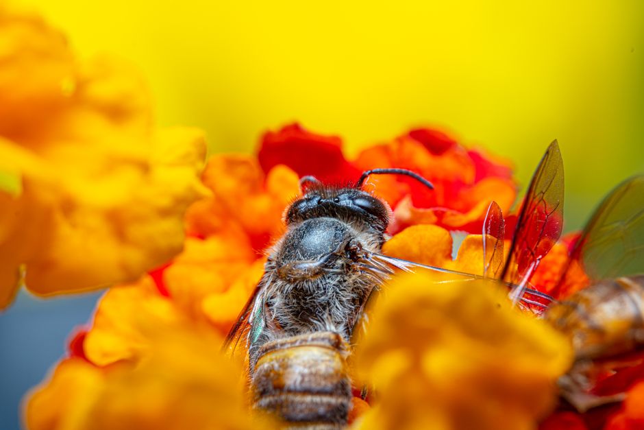 Macro shot of a honeybee on colorful orange and yellow flowers, capturing pollination in detail.