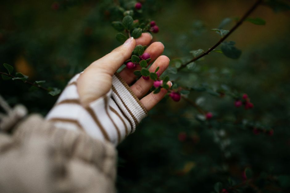 A close-up view of a hand touching chenault coralberry branches with berries in autumn.